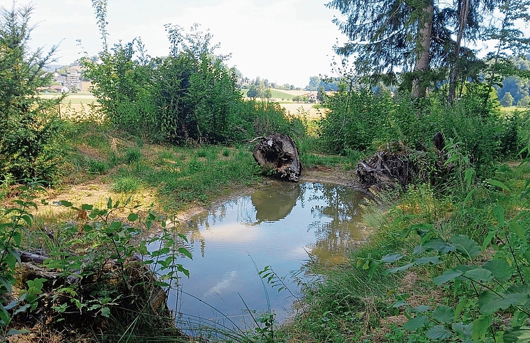 Die im Zweiweiertal errichteten künstlichen Biberdämme haben ihre erste Bewährungsprobe bestanden.Foto: zvg