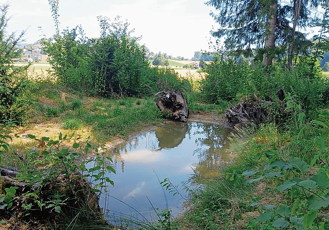 Die im Zweiweiertal errichteten künstlichen Biberdämme haben ihre erste Bewährungsprobe bestanden.Foto: zvg
