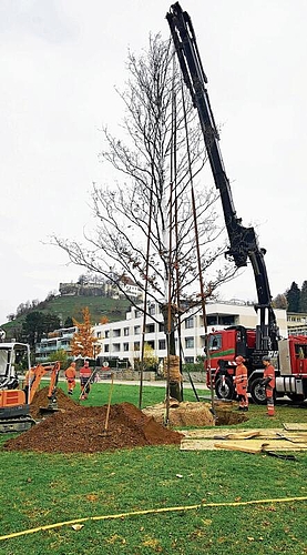 Grosse Aktion: Die gut 12 Meter hohe Zerreiche wird im Widmi-Park eingepflanzt. Foto: Fritz Thut