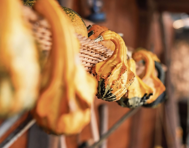 Zierkürbisse in warmen Farben.Foto: Romi Schmid 