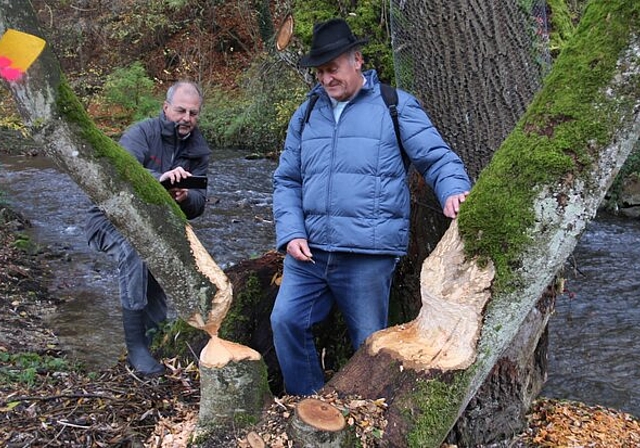Hier waren die Biber fleissig am Werk: Frank Hämmerli, Leiter Forstdienste Lenzia und Willi Bürgi von der Landschaftskommission Niederlenz begutachten die Biberschäden am Aabach in Niederlenz. Foto: Melanie Solloso