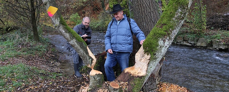 Hier waren die Biber fleissig am Werk: Frank Hämmerli, Leiter Forstdienste Lenzia und Willi Bürgi von der Landschaftskommission Niederlenz begutachten die Biberschäden am Aabach in Niederlenz. Foto: Melanie Solloso