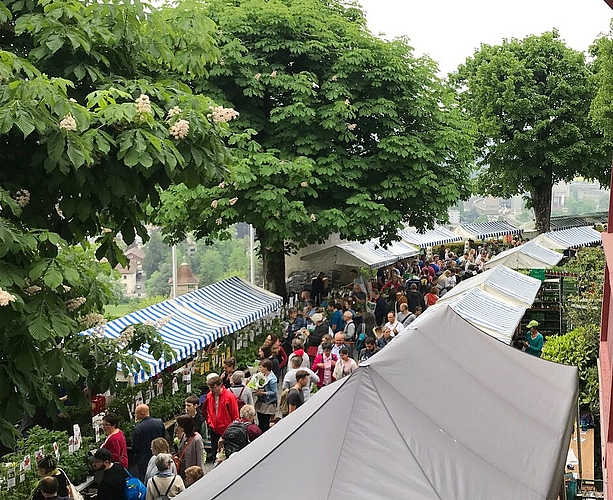 <em>Publikumsmagnet:</em> Der Setzlingsmarkt von ProSpecieRara auf Schloss Wildegg. Foto: zvg
