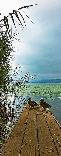 2. Preis: Enten am Hallwilersee von Katarzyna Lelito aus Lenzburg.
