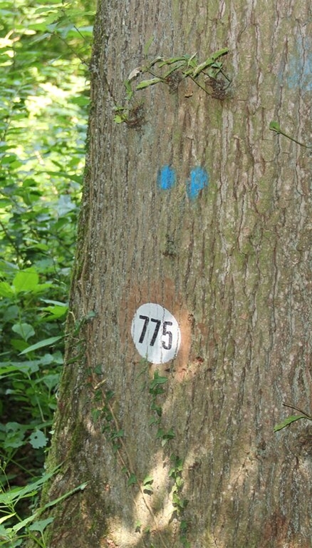 <em>Kann noch belegt oder reserviert werden:</em> Die Eiche mit der Nummer 775 im Lenzburger Lindwald. Foto: Alfred Gassmann