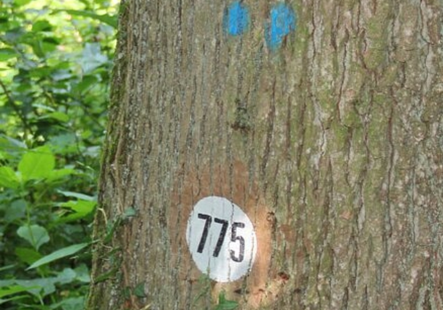 <em>Kann noch belegt oder reserviert werden:</em> Die Eiche mit der Nummer 775 im Lenzburger Lindwald. Foto: Alfred Gassmann