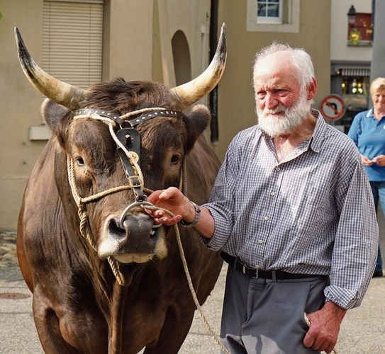 Hier noch ungetauft: Der Siegermuni «Alpi».Foto: Rinaldo Feusi