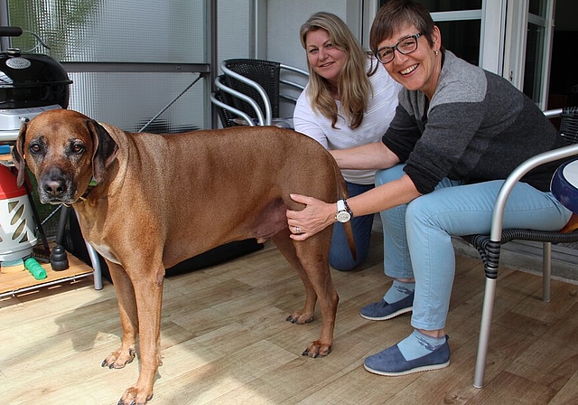 <em>Djuma fühlt sich wieder pudelwohl:</em> Die Therapie der Tierheilpraktikerin Isabel Steinhauser (vorne) war bisher erfolgreich. Foto: Carolin Frei