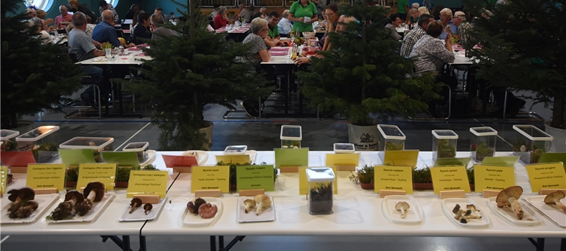 <em>Präsentierte Pilze und Publikum:</em> Pilzausstellung in Meisterschwanden mit dem Publikum an Tischen. Fotos: Andreas Walker

