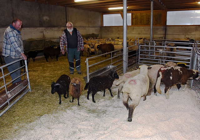 Diesen Herbst nur in kleinem Rahmen: Ruedi Brunner und sein Vater Hansruedi Brunner bereiten die Schafschur vor. Foto: Andreas Walker