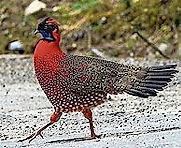 … und der stolze Satyr-Tragopan. Foto: zvg