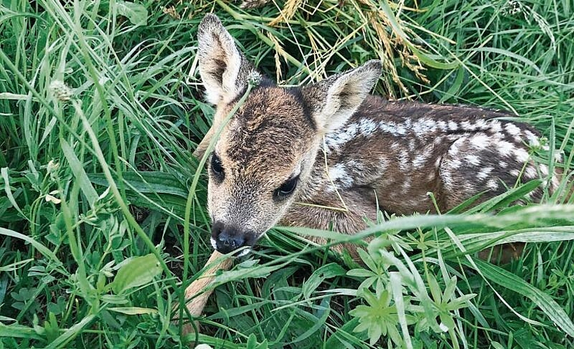 Hohes Gras als Unterschlupf: Tagsüber werden die Rehkitze von den Eltern in einer Wiese versteckt.Foto: zvg