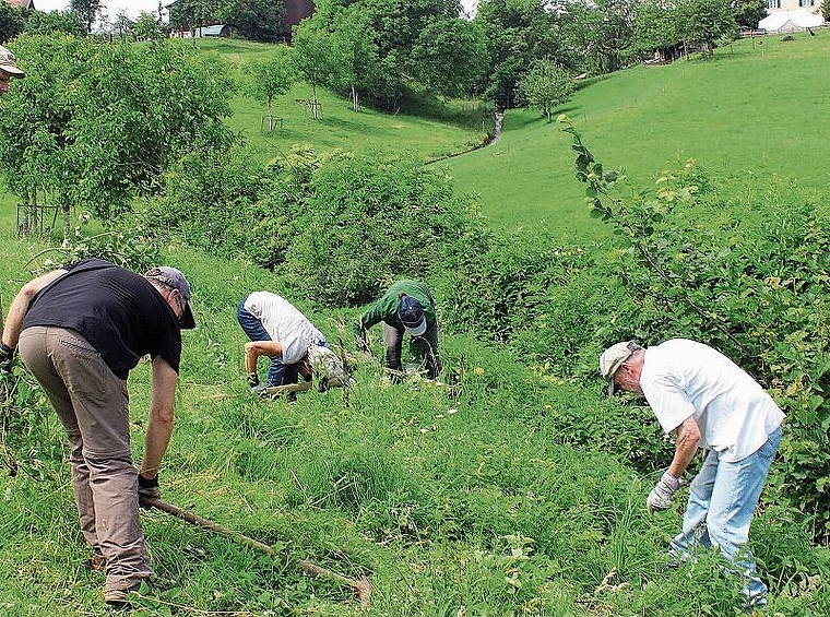 Bei der Arbeit an der Hecke: WWF-Freiwillige auf dem Biobauernhof der Familie Schatzmann in Retterswil. Foto: Alexander Studer