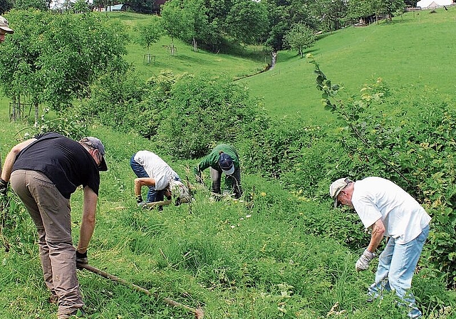 Bei der Arbeit an der Hecke: WWF-Freiwillige auf dem Biobauernhof der Familie Schatzmann in Retterswil. Foto: Alexander Studer