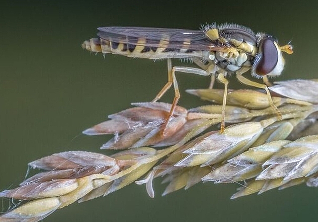 Schwebefliege