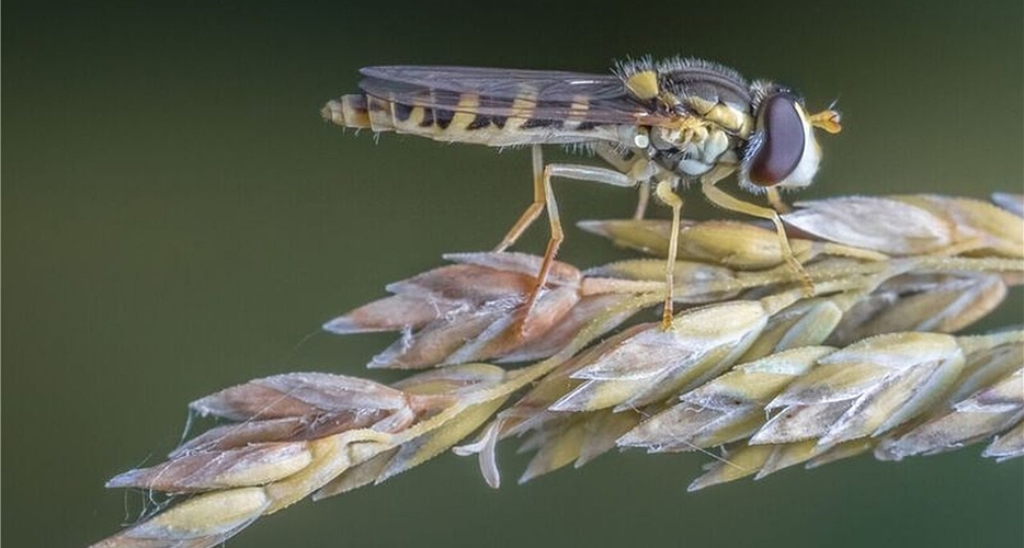 Schwebefliege