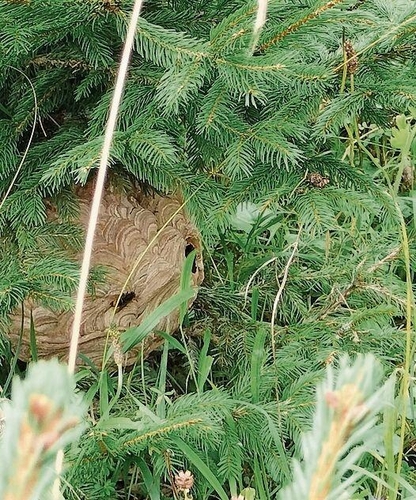 Da ist was im Busch: Ebenfalls ein Primärnest der Asiatischen Hornisse.Foto:  R. Diener