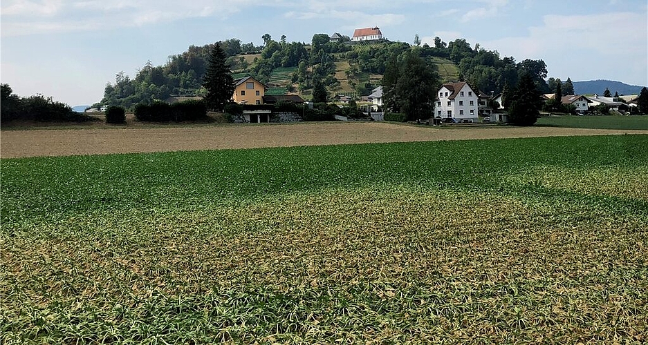 <em>Zuckerrüben Staufen:</em> Der Niederschlagsmangel war ein Problem für die landwirtschaftlichen Kulturen, die zum Teil verdorrten.
