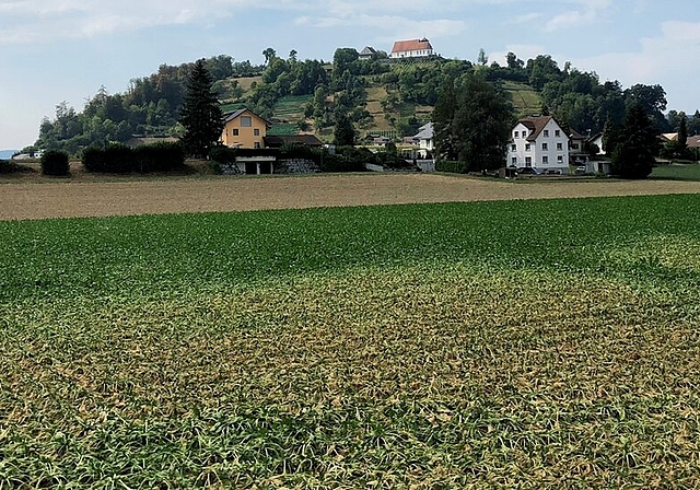 <em>Zuckerrüben Staufen:</em> Der Niederschlagsmangel war ein Problem für die landwirtschaftlichen Kulturen, die zum Teil verdorrten.
