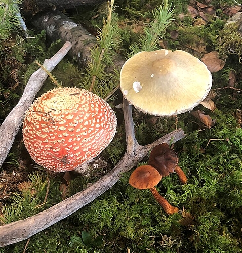 <em>Giftig:</em> Fliegenpilz und Grüner Knollenblätterpilz in der Pilzausstellung.
