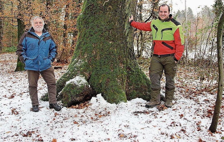 Der Wald ist auch weiterhin in guten Händen, wie etwa die über 100-jährige Eiche: Max Senn ist nach 37 Jahren als Revierförster Ende 2020 pensioniert worden. Die  Nachfolge hat der 26-jährige Förster Andreas Wirth übernommen. Foto: Carolin Frei
