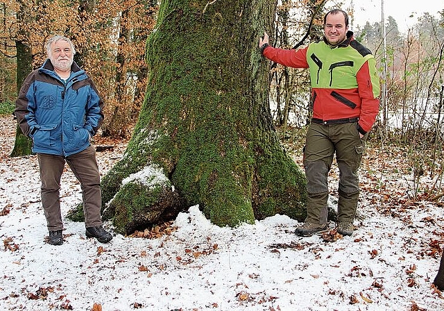 Der Wald ist auch weiterhin in guten Händen, wie etwa die über 100-jährige Eiche: Max Senn ist nach 37 Jahren als Revierförster Ende 2020 pensioniert worden. Die  Nachfolge hat der 26-jährige Förster Andreas Wirth übernommen. Foto: Carolin Fre