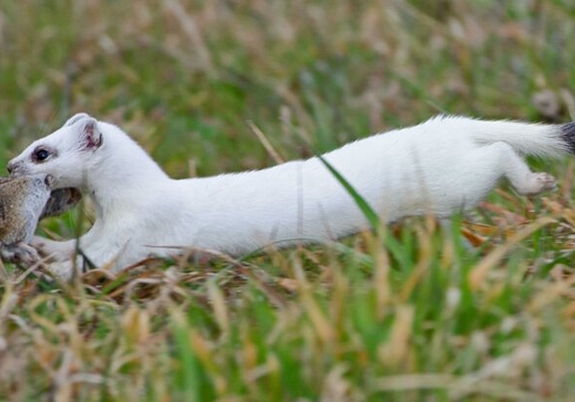 <em>Unterwegs mit einem Beutetier:</em> Ein Hermelin mit einer erlegten Feldmaus. Foto: Marcel Ruppen
