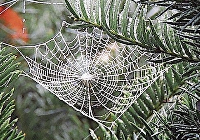 Kategorie Natur: Den 1. Rang sicherte sich Rolf Bachmann.Foto:  Rolf Bachmann