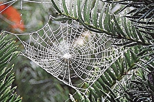 Kategorie Natur: Den 1. Rang sicherte sich Rolf Bachmann.Foto:  Rolf Bachmann