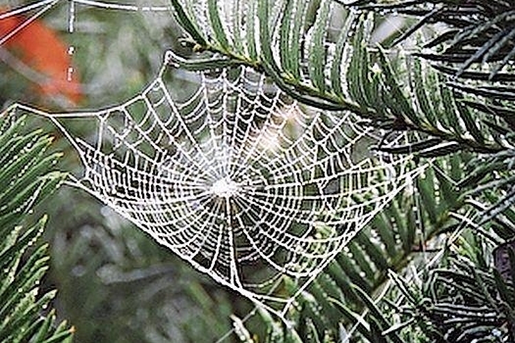 Kategorie Natur: Den 1. Rang sicherte sich Rolf Bachmann.Foto:  Rolf Bachmann