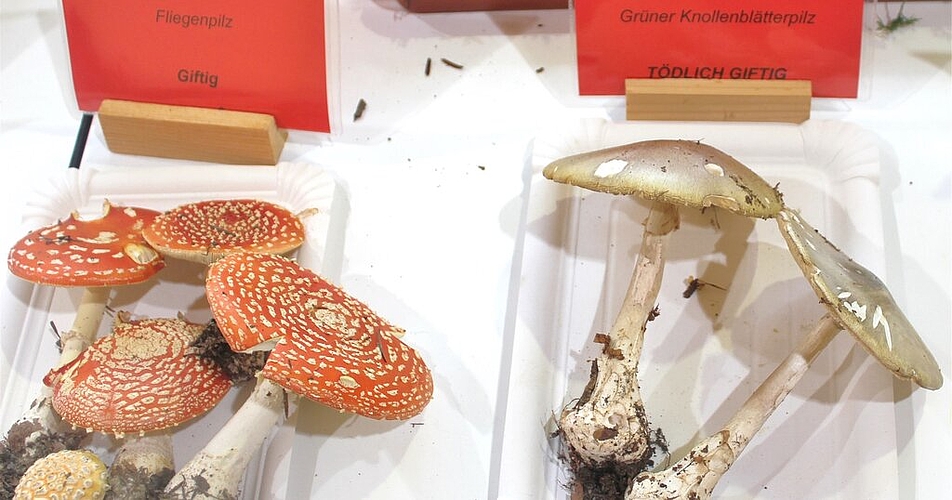 Schön, aber nur zum Ansehen: Giftpilze sind rot angeschrieben. Foto: ASt Schön, aber nur zum Ansehen: Giftpilze sind rot angeschrieben. Foto: ASt