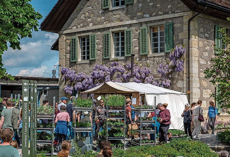 Der Setzlingsmarkt auf Schloss Wildegg zieht jährlich 10 000 Besuchende an.Foto: Pro SpecieRara 