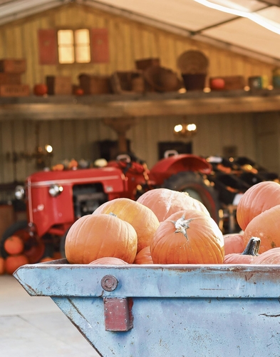 Schubkarre voller Kürbisse.Foto: Romi Schmid