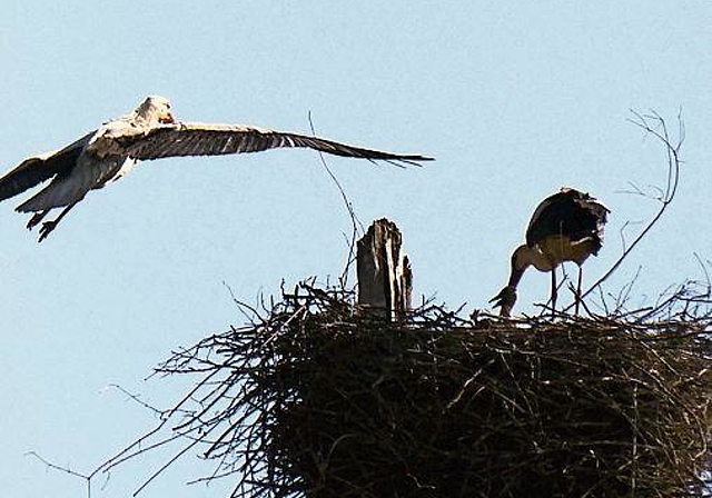 Idylle: Storchenhorst in Seengen. Foto: Andreas Walker