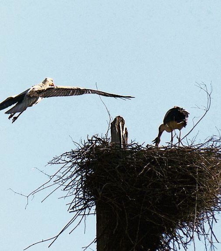 Idylle: Storchenhorst in Seengen. Foto: Andreas Walker