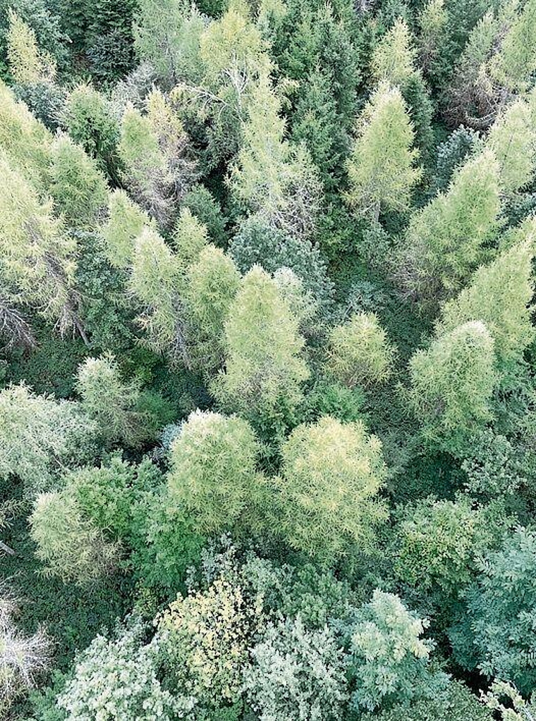 Von vielen geschätzt: Der Wald, hier vom   Lenzburger Esterliturm aus. Foto: mb/zvg