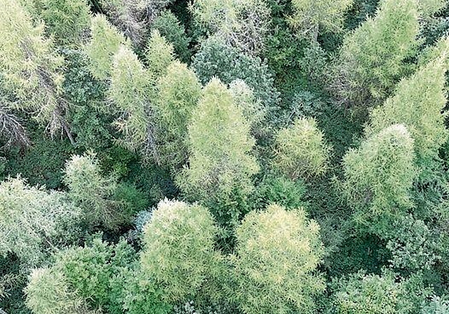 Von vielen geschätzt: Der Wald, hier vom   Lenzburger Esterliturm aus. Foto: mb/zvg