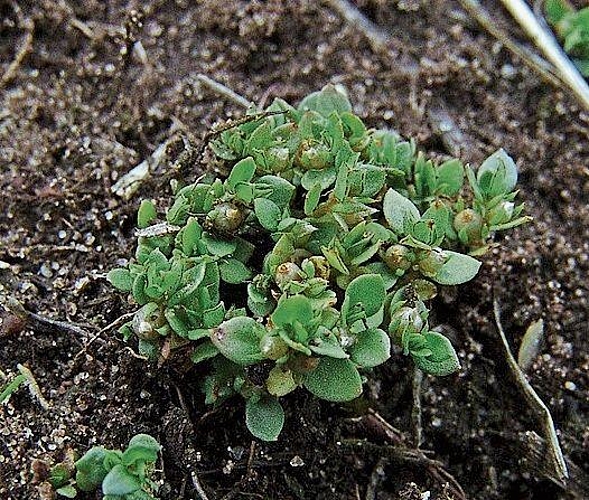 Vom Aussterben bedroht: Der unscheinbare Kleinling (Anagallis minima). Foto: zvg