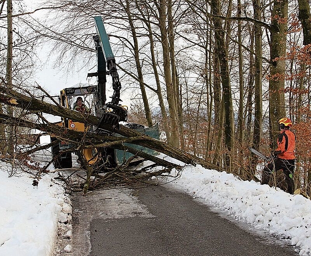 Dem über die Strasse liegenden Baum gehts an den Kragen: Maschinenführer Joel Vögeli auf dem Zangenschlepper und Simon Widmer mit der Motorsäge, mit der der Stamm erst von der Wurzel getrennt wurde. Foto: Carolin Frei