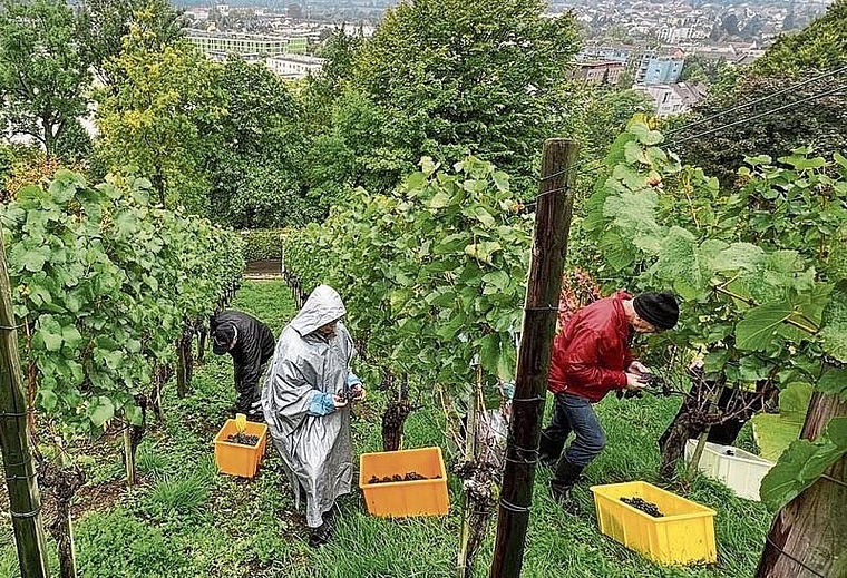 Im Regen im Einsatz: Lesehelfer der Ortsbürger-Rebbauern am Schlossberg. Foto: zvg