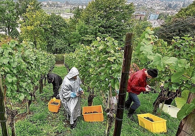 Im Regen im Einsatz: Lesehelfer der Ortsbürger-Rebbauern am Schlossberg. Foto: zvg