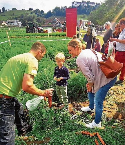 Rüebliernte vor der Schlosskulisse: Ein Mitarbeiter verpackt das selbst aus dem Boden geholte Gemüse zum Mit-nachhause-Nehmen.Foto: Fritz Thut