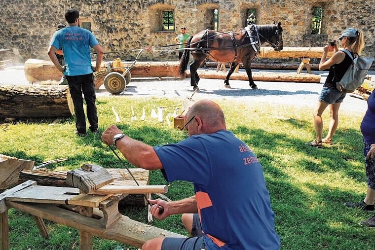 Vorarbeiten für das «Erlebnis Mittelalter»: Das Arbeitspferd «Mo» Moretti schleift ganze Stämme in den Hof von Schloss Hallwyl. Foto: Fritz Thut