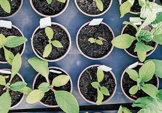 Blick von oben: In Reih und Glied.Foto: Romi Schmid 