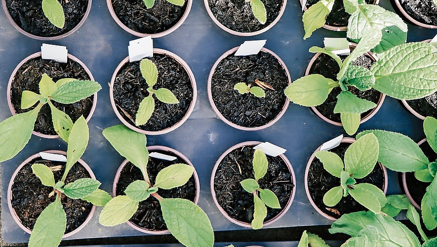 Blick von oben: In Reih und Glied.Foto: Romi Schmid 