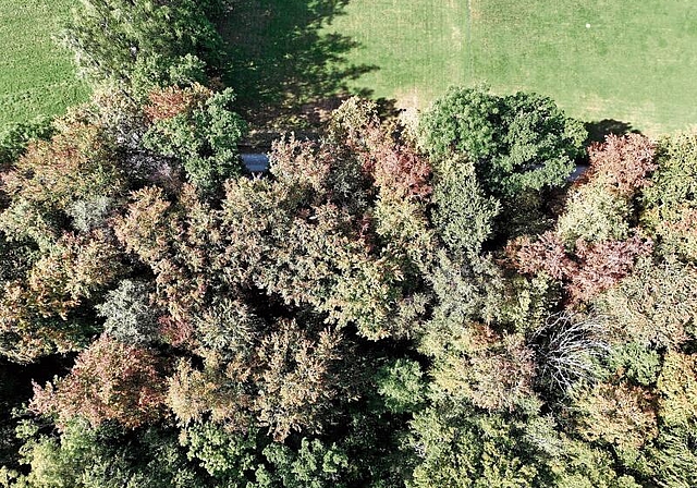 Frühe Verfärbung wegen Trockenheit: Drohnenbild eines Waldstücks bei Hallwil mit herbstlich eingefärbten Blättern. Foto: Andreas Walker