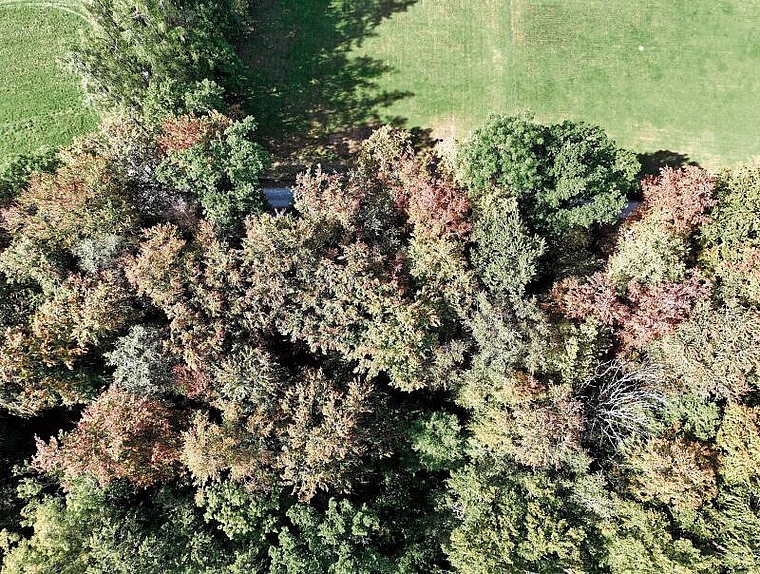 Frühe Verfärbung wegen Trockenheit: Drohnenbild eines Waldstücks bei Hallwil mit herbstlich eingefärbten Blättern. Foto: Andreas Walker