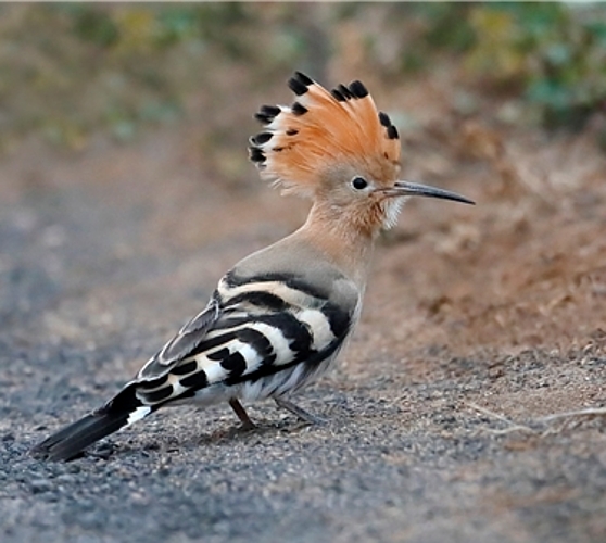 In der Bannhalde: Wiedehopfmännchen ledig sucht Frau. Foto: Ruedi Aeschlimann In der Bannhalde: Wiedehopfmännchen ledig sucht Frau. Foto: Ruedi Aeschlimann