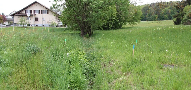 <em>Ungenügende Kapazität:</em> Der Wannenmoosbach wird verlegt und offen gestaltet. Foto: AG