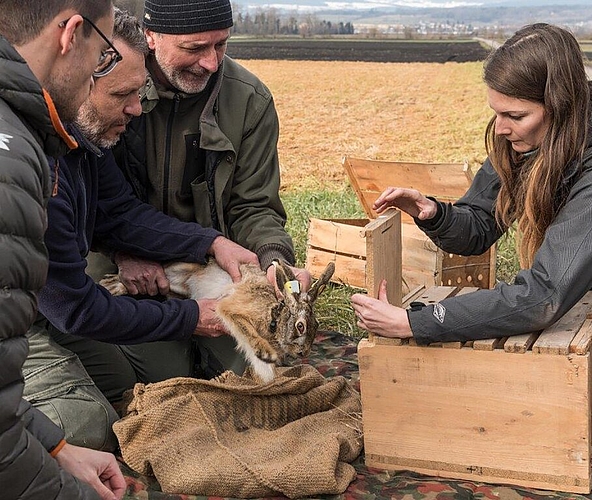 <em>Vom Seeland ins Seetal:</em> Der gefangene Feldhase. Foto: Emanuel Freudiger/Stiftung Wildtiere Aargau